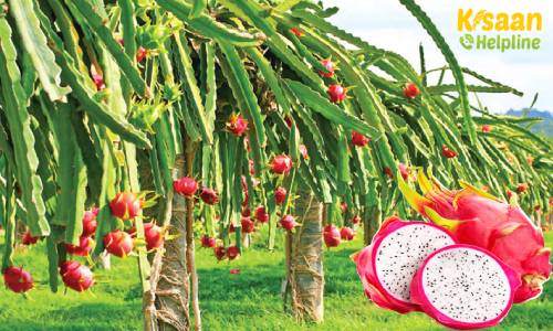 ड्रैगन फ्रूट्स की व्यावसायिक खेती ने पूरे भारत में किसान समुदाय को आकर्षित किया, जानिए ड्रैगन फ्रूट की खेती के बारे में